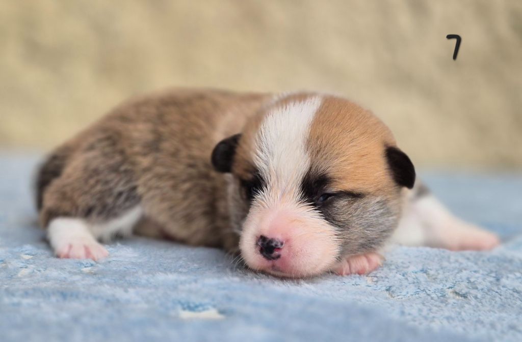 des Famonadyns - Chiots disponibles - Welsh Corgi Pembroke