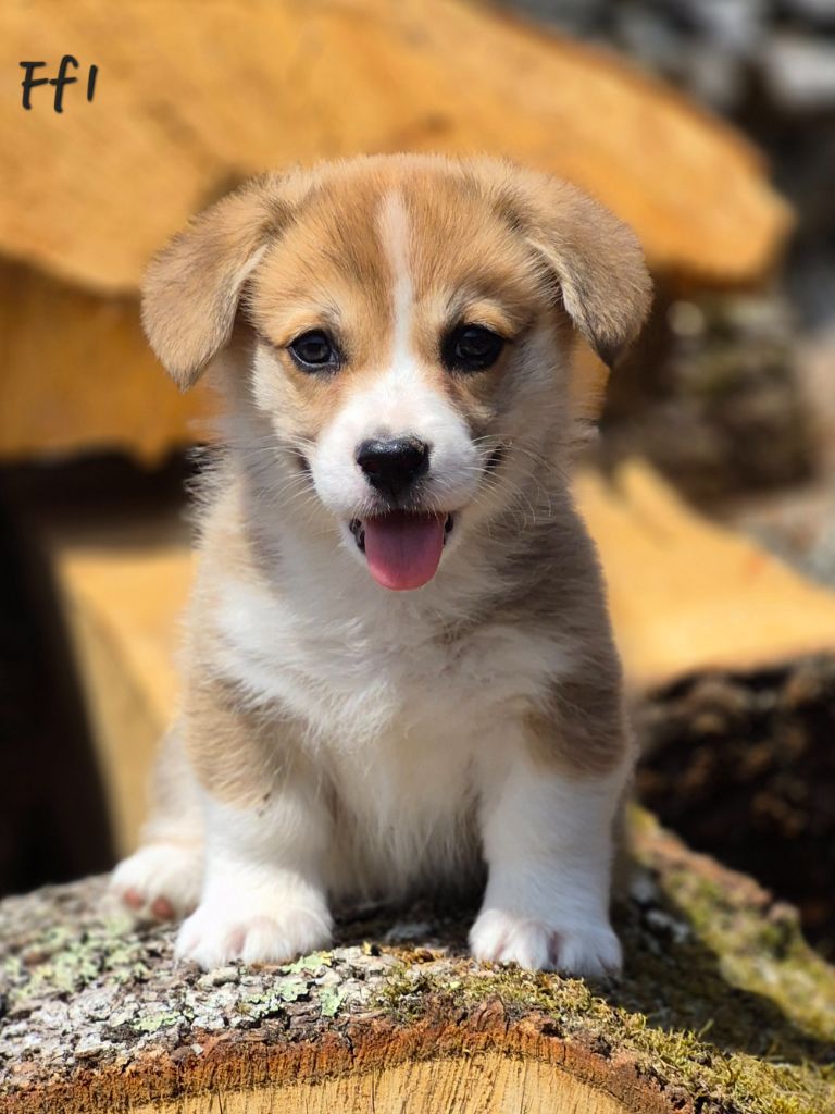 des Famonadyns - Chiots disponibles - Welsh Corgi Pembroke