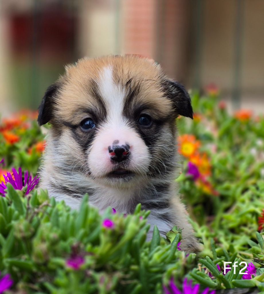 des Famonadyns - Chiots disponibles - Welsh Corgi Pembroke