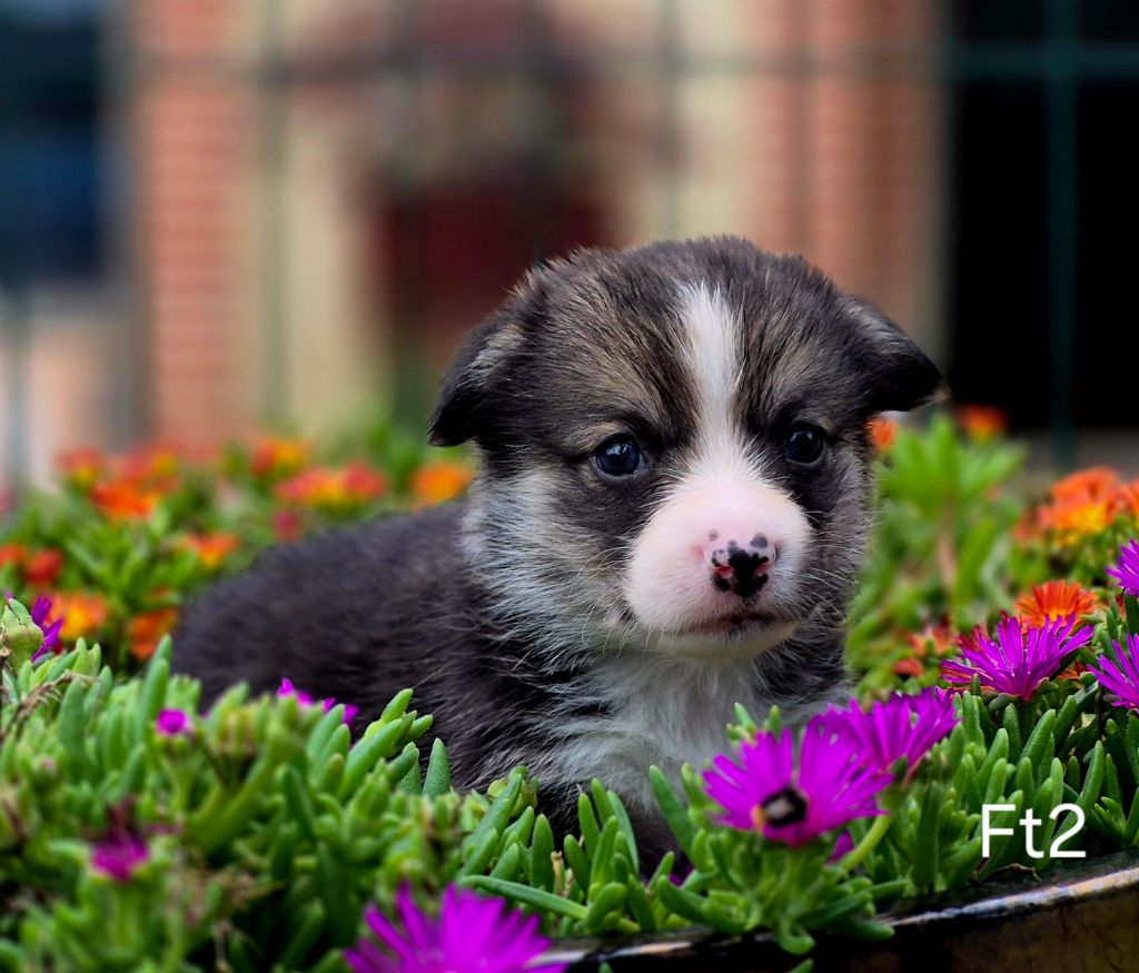 des Famonadyns - Chiots disponibles - Welsh Corgi Pembroke