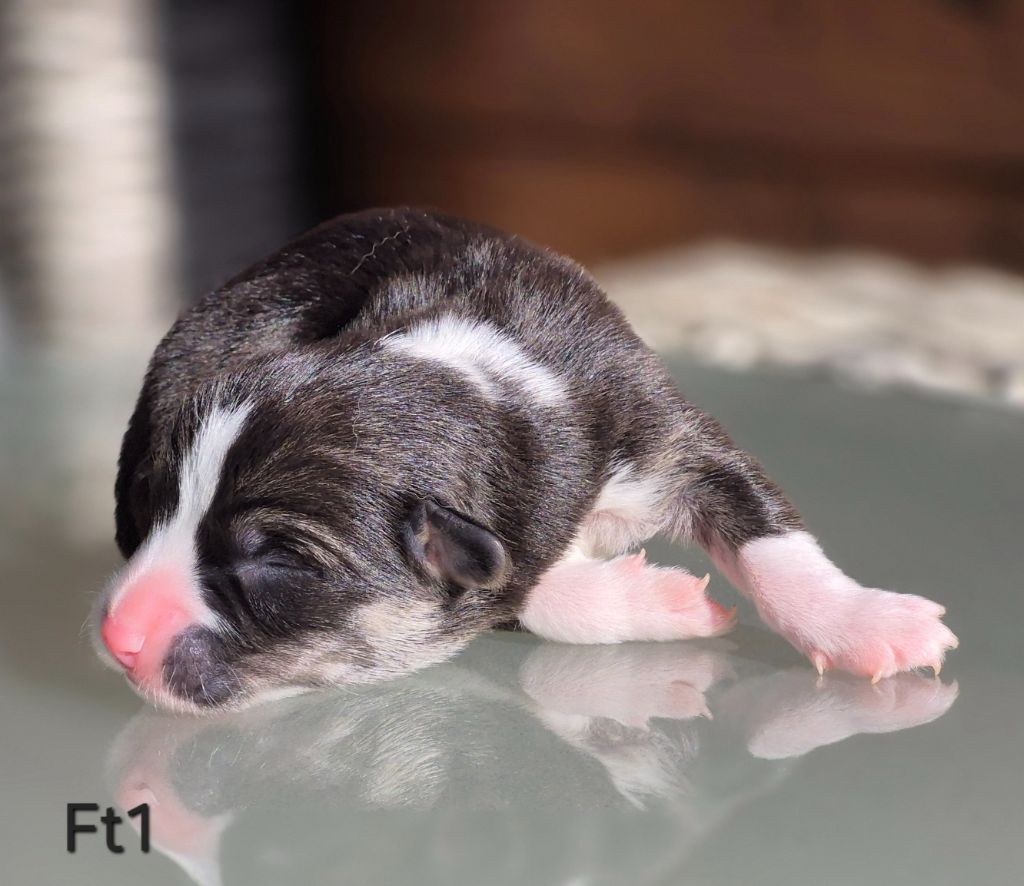 des Famonadyns - Chiots disponibles - Welsh Corgi Pembroke