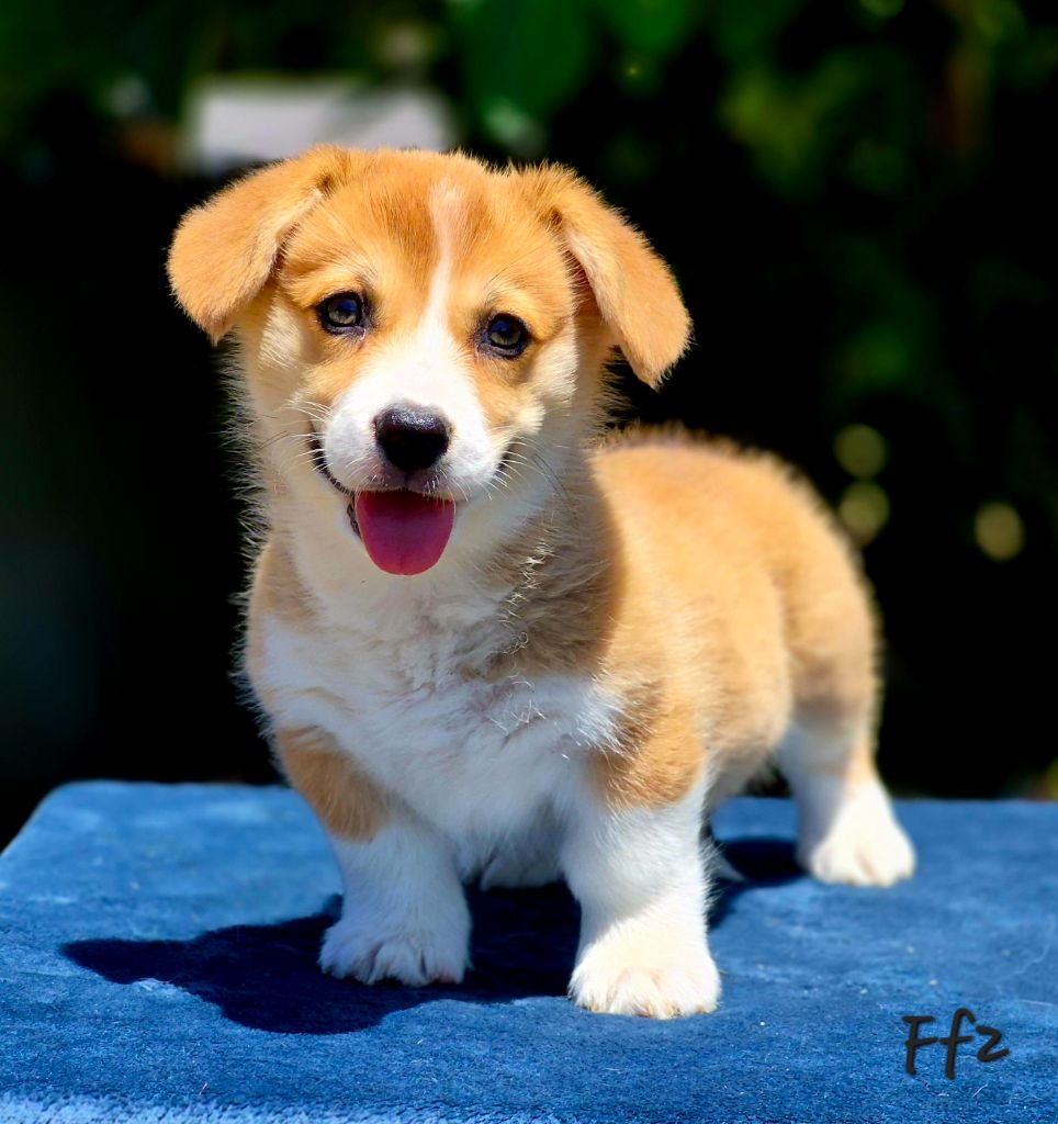 des Famonadyns - Chiots disponibles - Welsh Corgi Pembroke