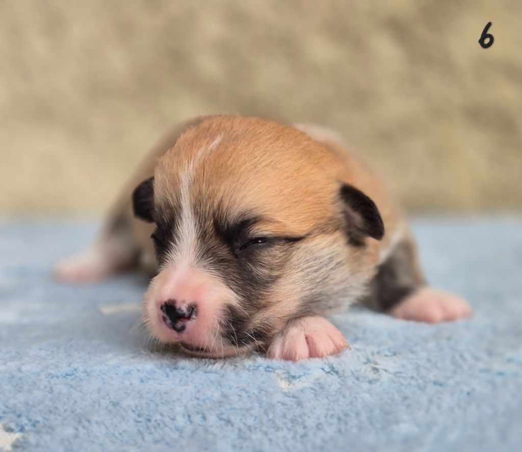 des Famonadyns - Chiots disponibles - Welsh Corgi Pembroke