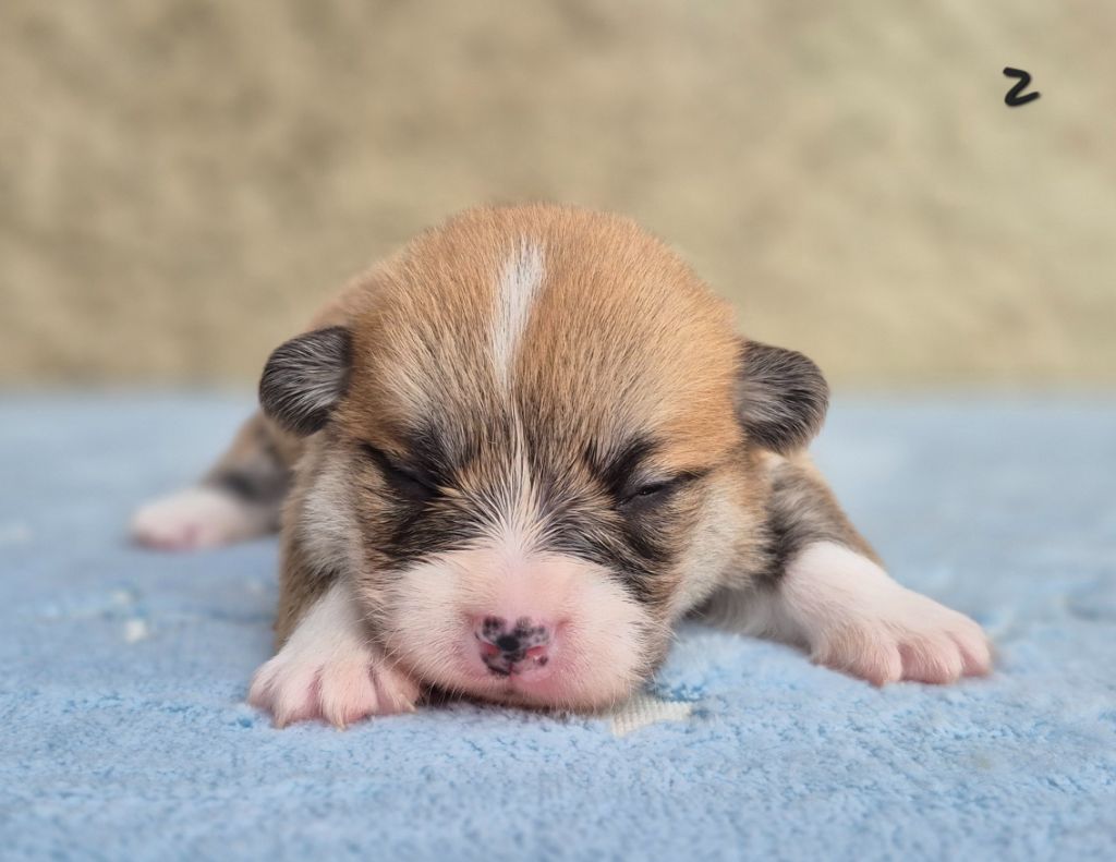 des Famonadyns - Chiots disponibles - Welsh Corgi Pembroke