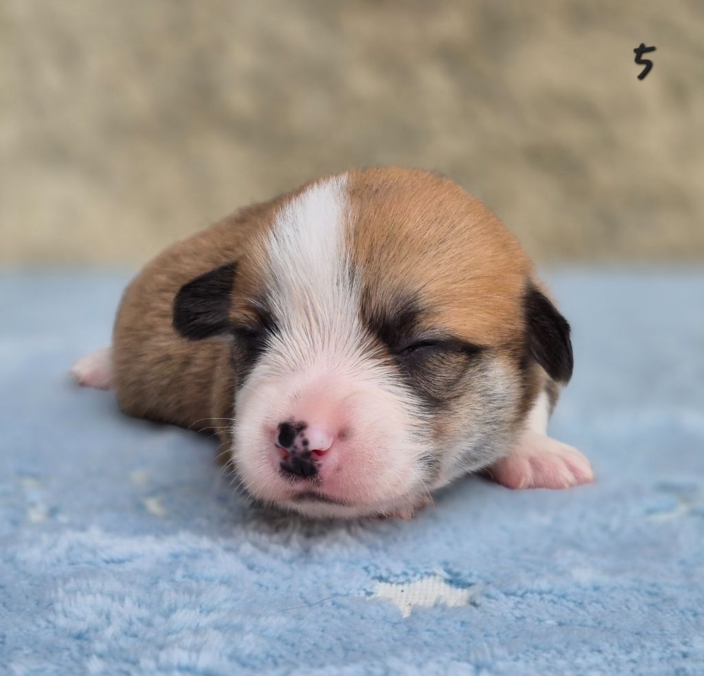 des Famonadyns - Chiots disponibles - Welsh Corgi Pembroke