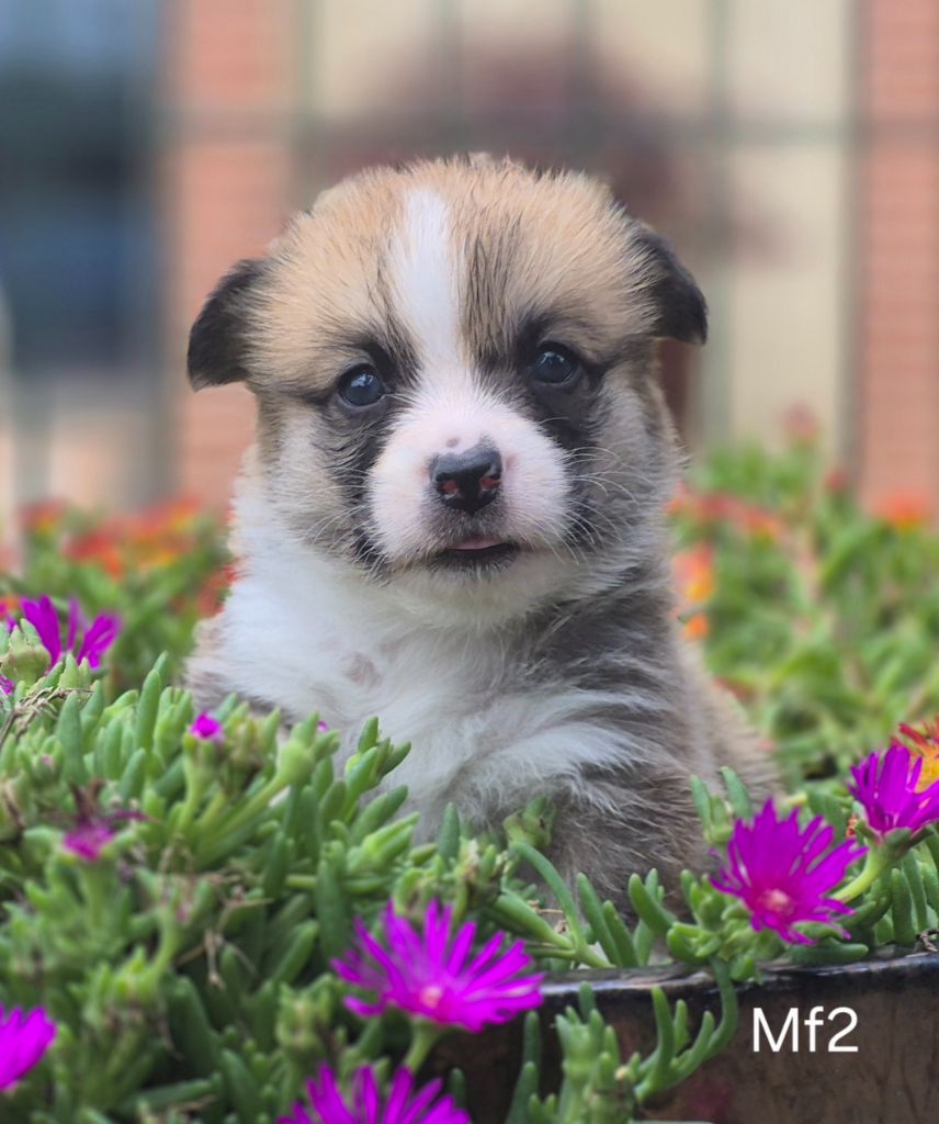 des Famonadyns - Chiots disponibles - Welsh Corgi Pembroke