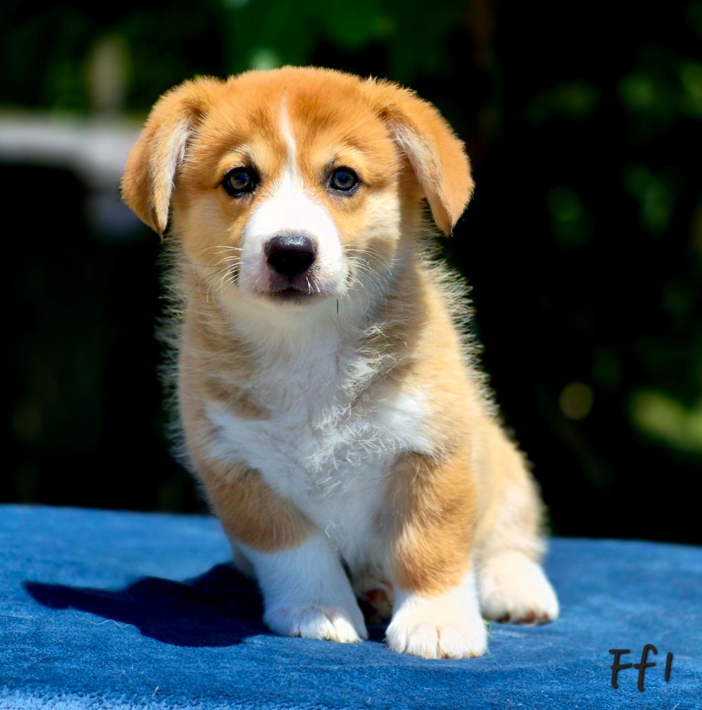 des Famonadyns - Chiots disponibles - Welsh Corgi Pembroke