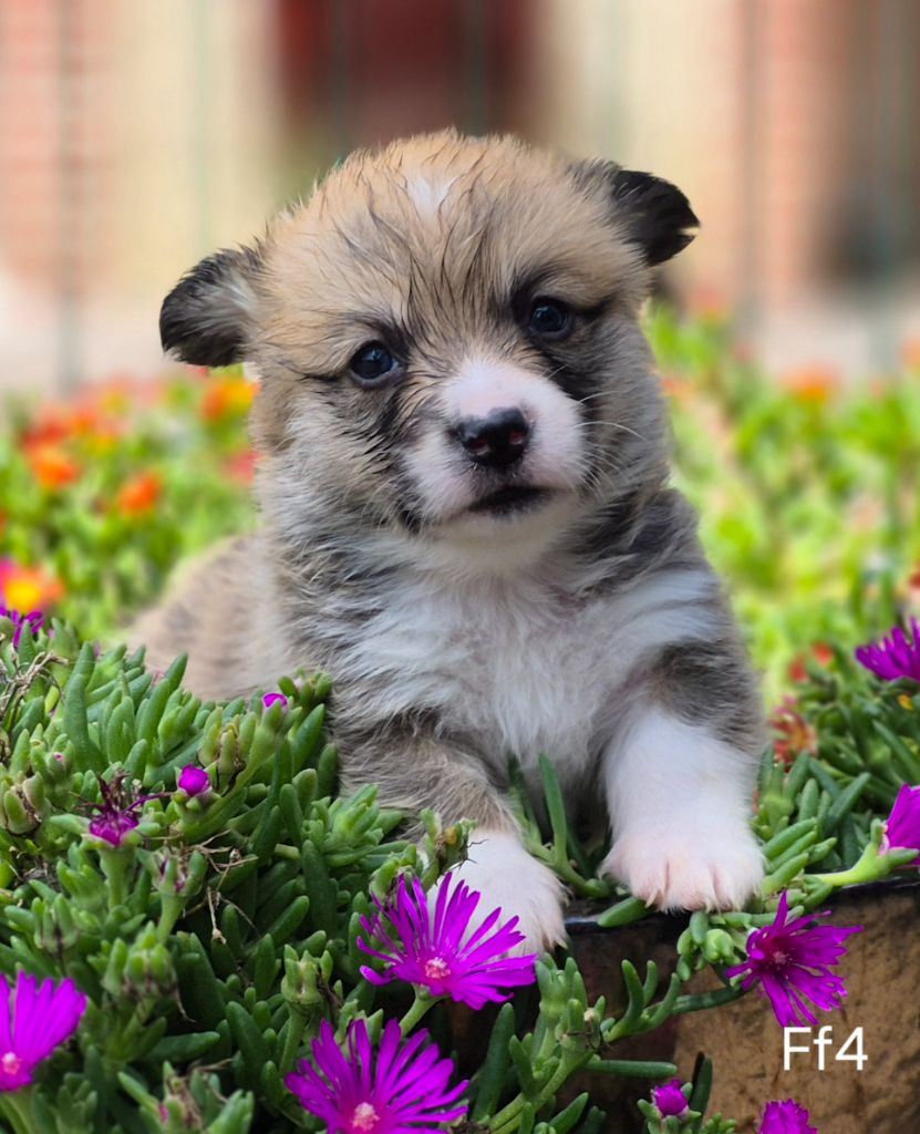 des Famonadyns - Chiots disponibles - Welsh Corgi Pembroke