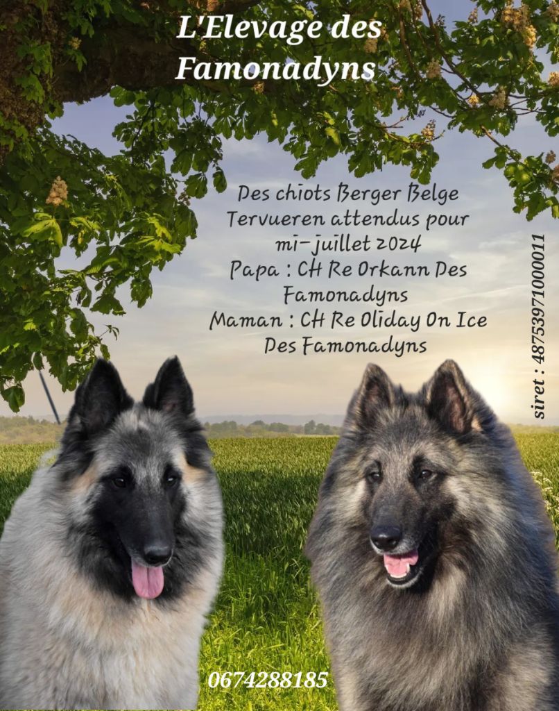 Chiot Berger Belge des Famonadyns
